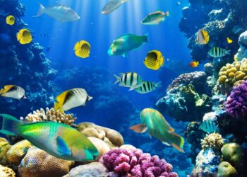 Preserving Ocean’s Old Guardians